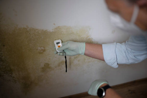 Best Mold Damage Repair  in West End Cobb Town, AL