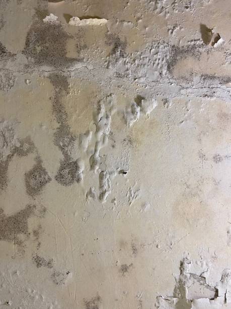Mold Removal Process in West End Cobb Town, AL