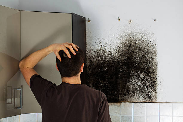Best Mold Cleaning Services  in West End Cobb Town, AL